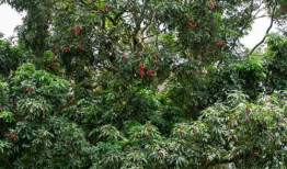 千年树,见证历史的绿色传奇